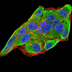 IL-28A Antibody in Immunocytochemistry (ICC/IF)