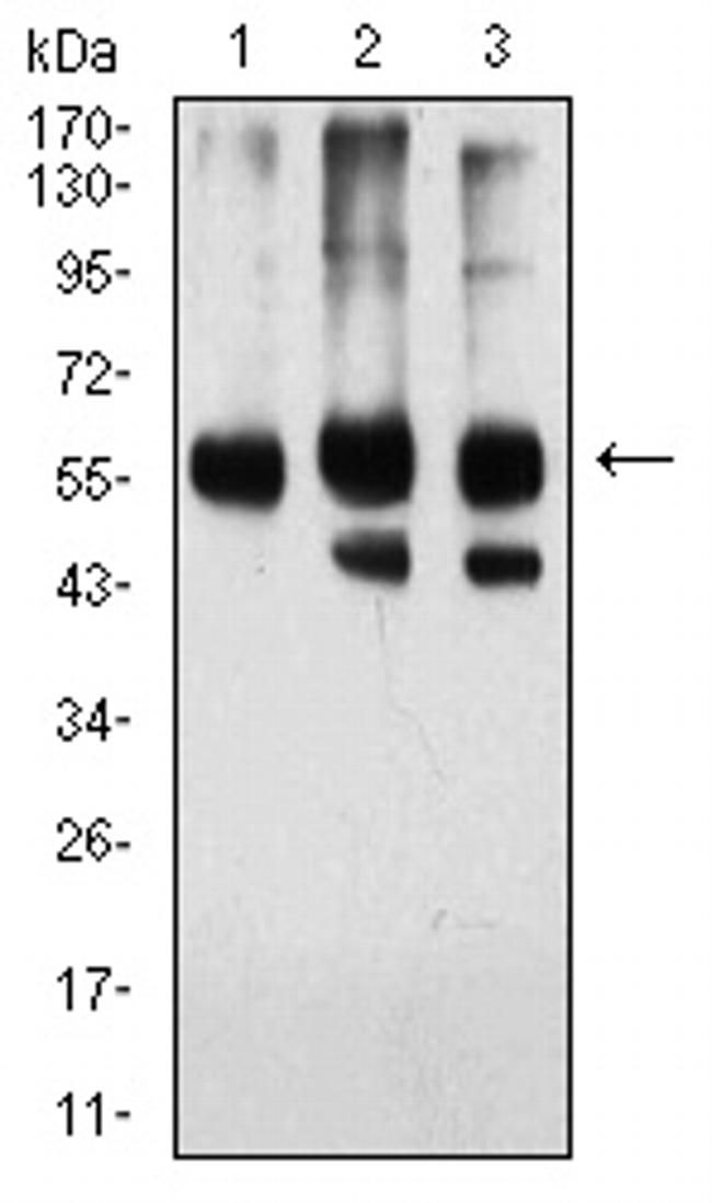 KPNA2 Antibody in Western Blot (WB)