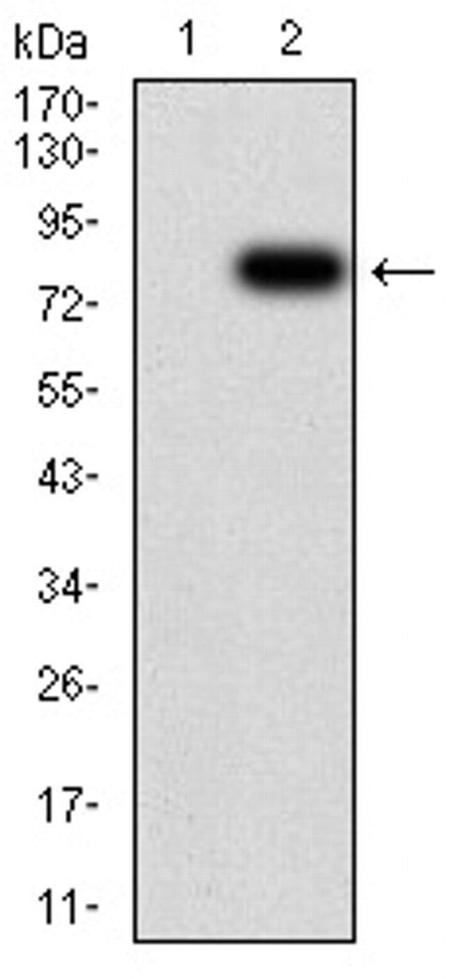KPNA2 Antibody in Western Blot (WB)