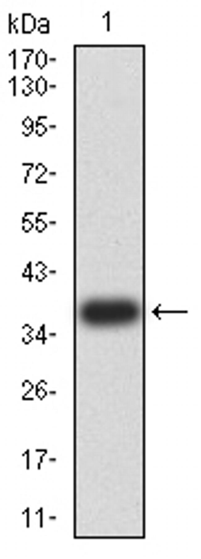 LEF1 Antibody in Western Blot (WB)