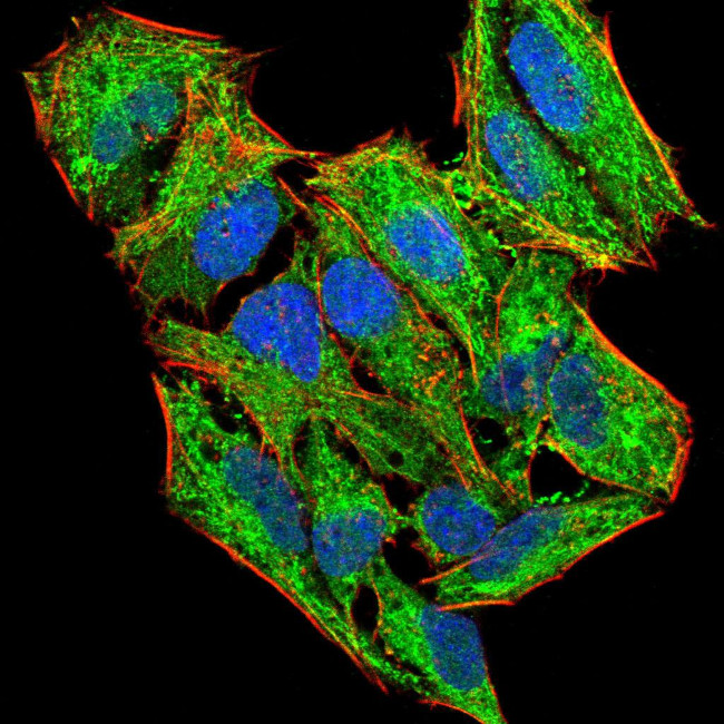 LHR Antibody in Immunocytochemistry (ICC/IF)