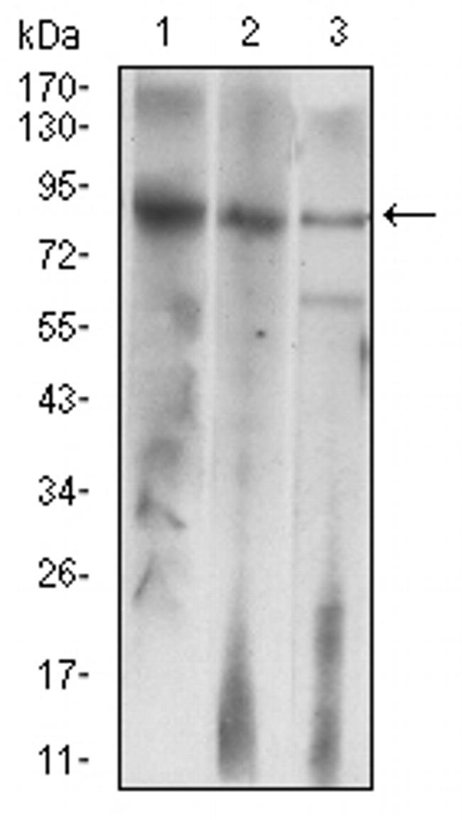 LHR Antibody in Western Blot (WB)