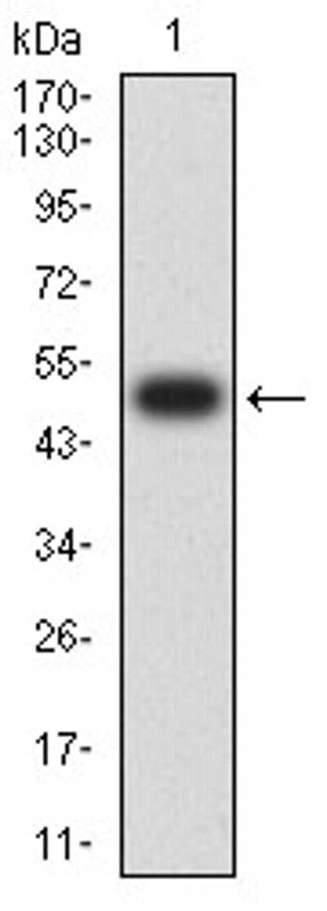 LILRA5 Antibody in Western Blot (WB)