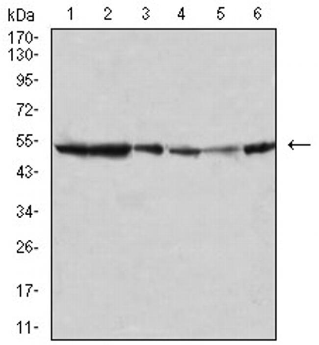 JNK3 Antibody in Western Blot (WB)