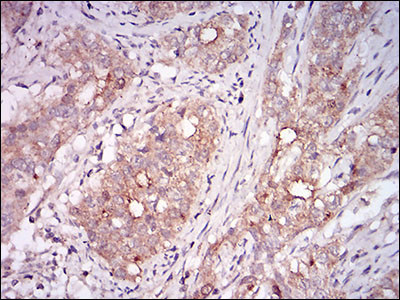 Myostatin Antibody in Immunohistochemistry (Paraffin) (IHC (P))