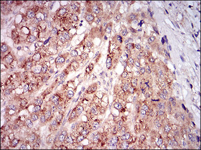 Myostatin Antibody in Immunohistochemistry (Paraffin) (IHC (P))