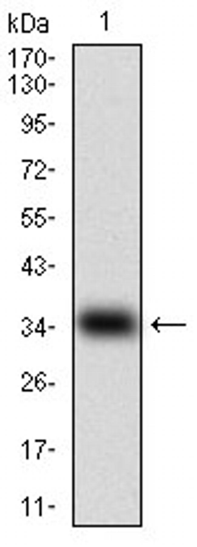 Myostatin Antibody in Western Blot (WB)