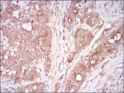 Myostatin Antibody in Immunohistochemistry (Paraffin) (IHC (P))