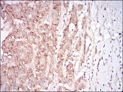 Myostatin Antibody in Immunohistochemistry (Paraffin) (IHC (P))