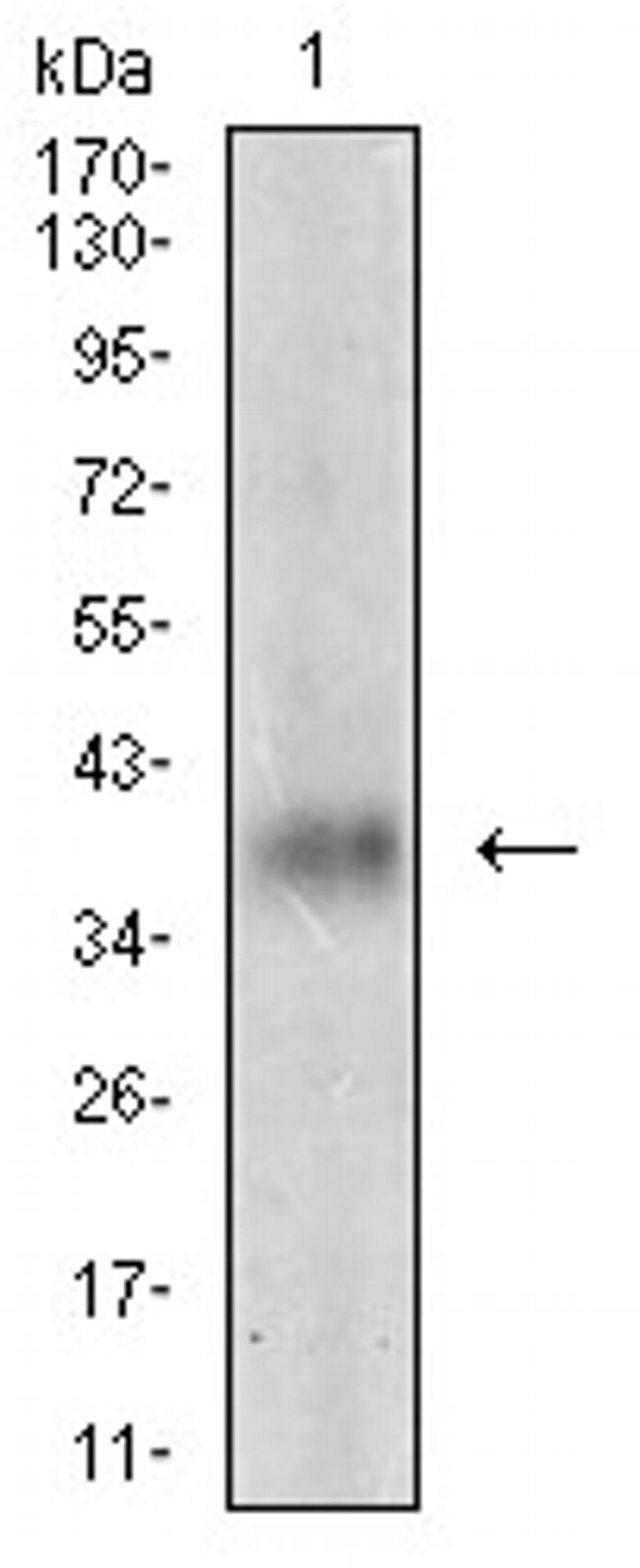 Myostatin Antibody in Western Blot (WB)