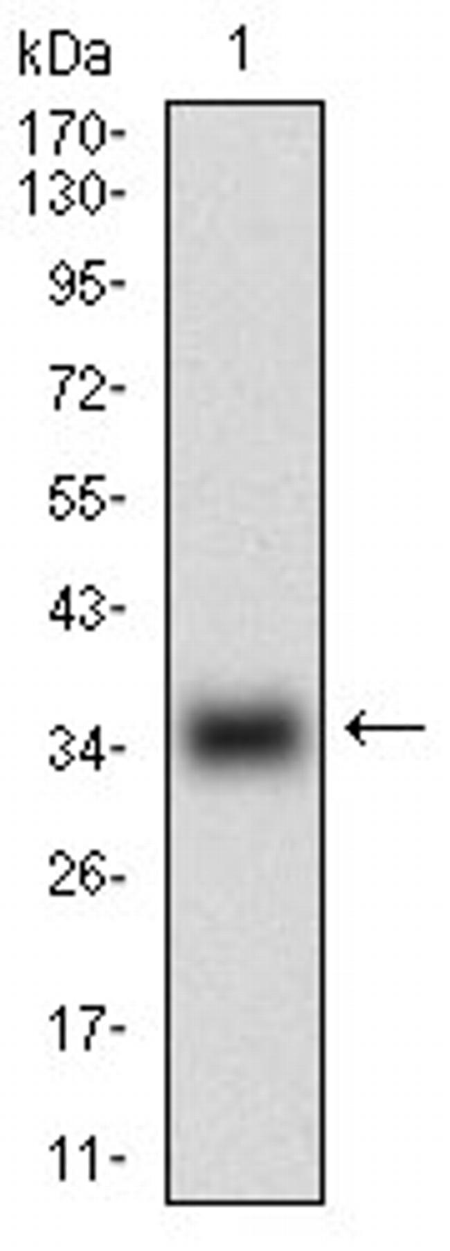 Myostatin Antibody in Western Blot (WB)