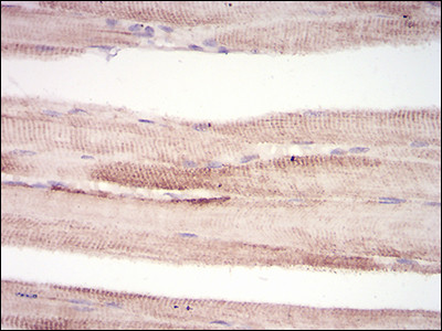 MURF1 Antibody in Immunohistochemistry (Paraffin) (IHC (P))