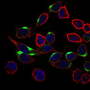 NRCAM Antibody in Immunocytochemistry (ICC/IF)