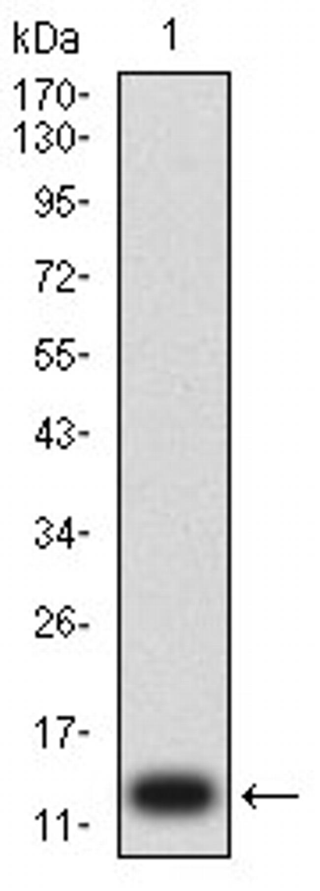 P2Y1 Antibody in Western Blot (WB)