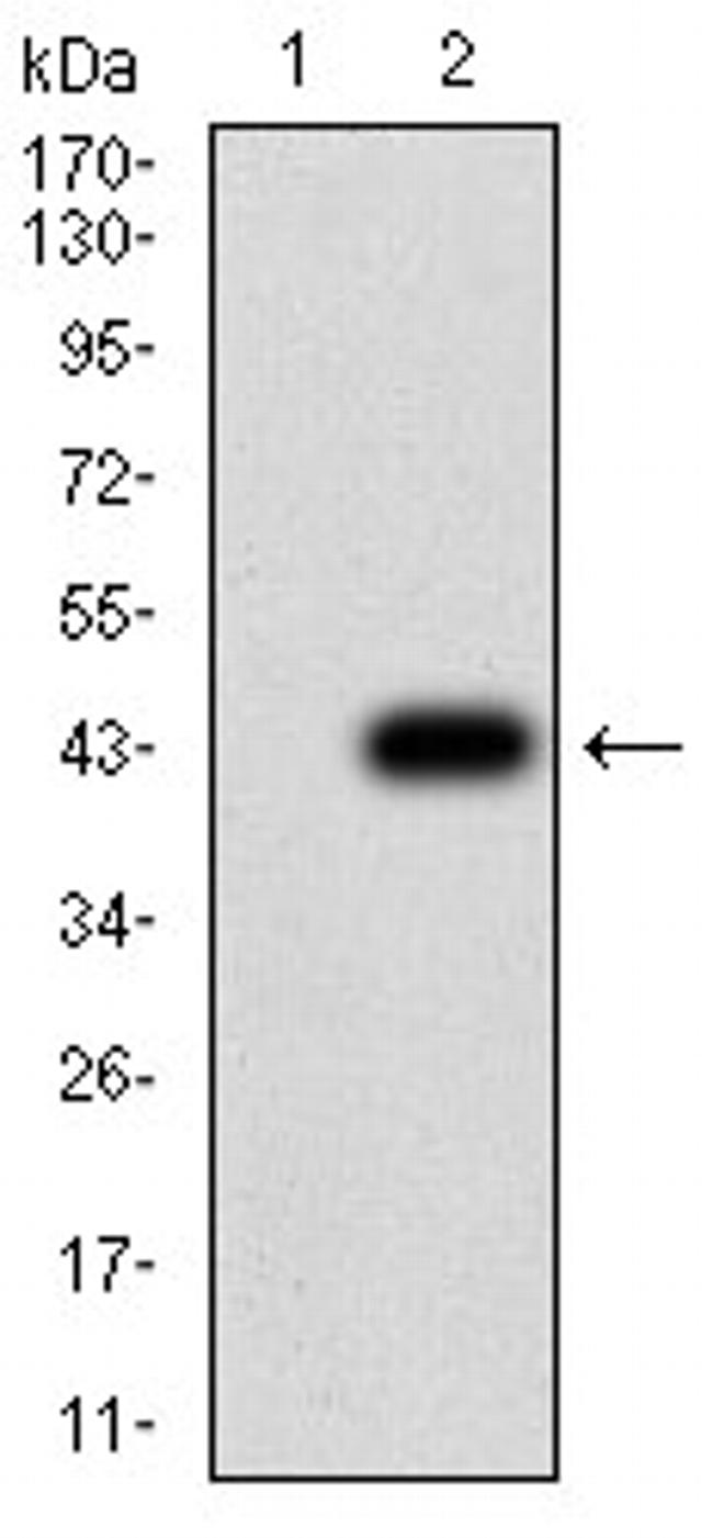 P2Y1 Antibody in Western Blot (WB)