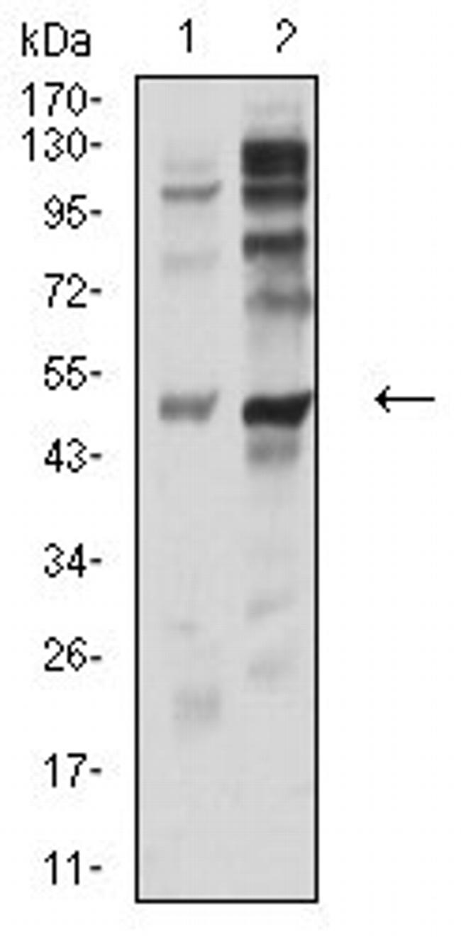 P2Y12 Antibody in Western Blot (WB)