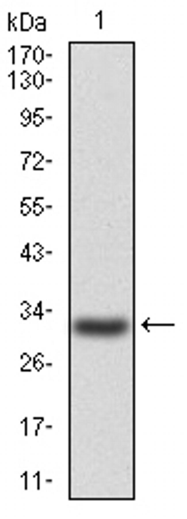 P2Y13 Antibody in Western Blot (WB)