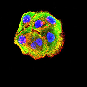 P2Y14 Antibody in Immunocytochemistry (ICC/IF)