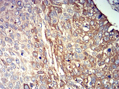 P2Y14 Antibody in Immunohistochemistry (Paraffin) (IHC (P))