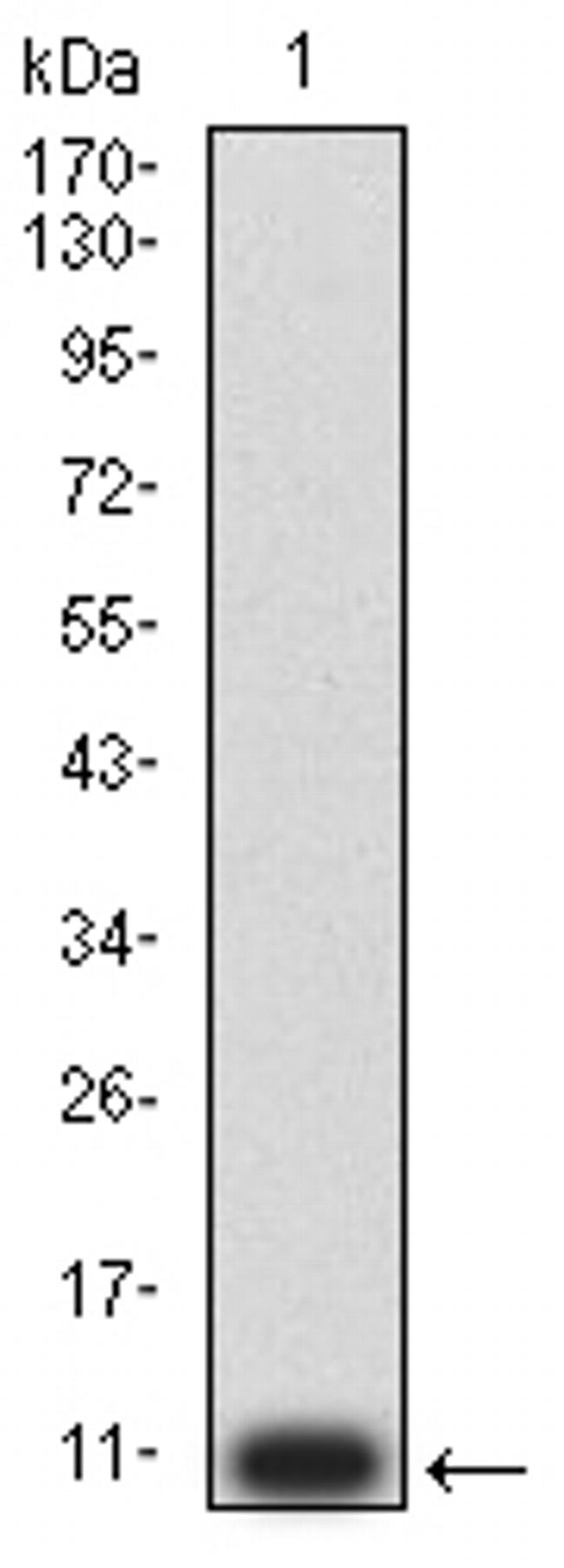 P2Y2 Antibody in Western Blot (WB)