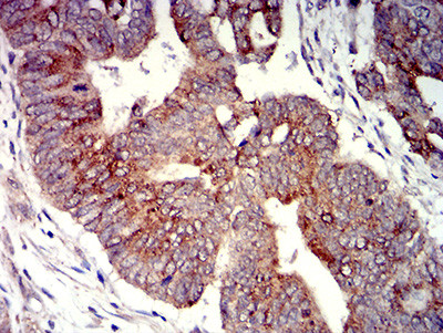 P2Y4 Antibody in Immunohistochemistry (Paraffin) (IHC (P))