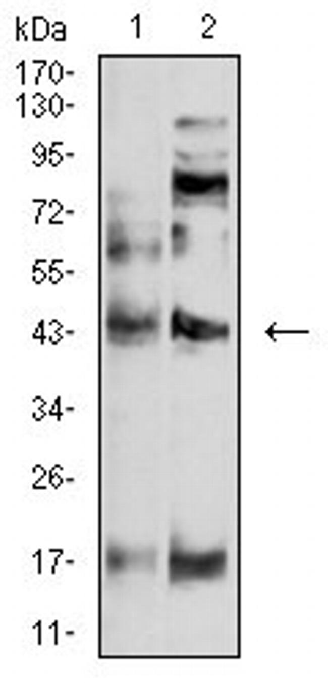 P2Y4 Antibody in Western Blot (WB)