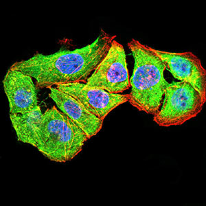 P2Y4 Antibody in Immunocytochemistry (ICC/IF)