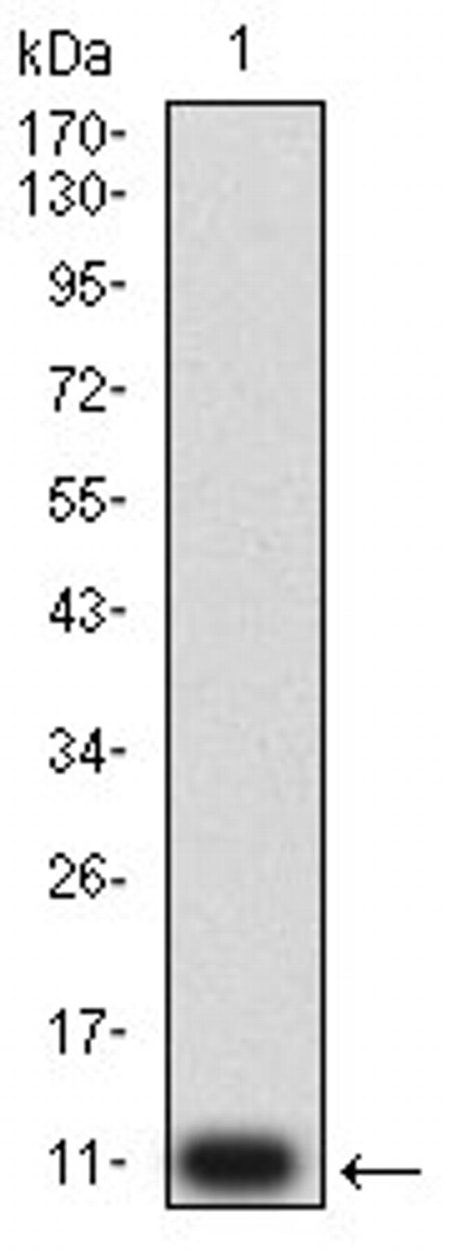 P2Y4 Antibody in Western Blot (WB)