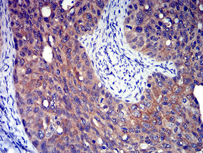 P2Y8 Antibody in Immunohistochemistry (Paraffin) (IHC (P))