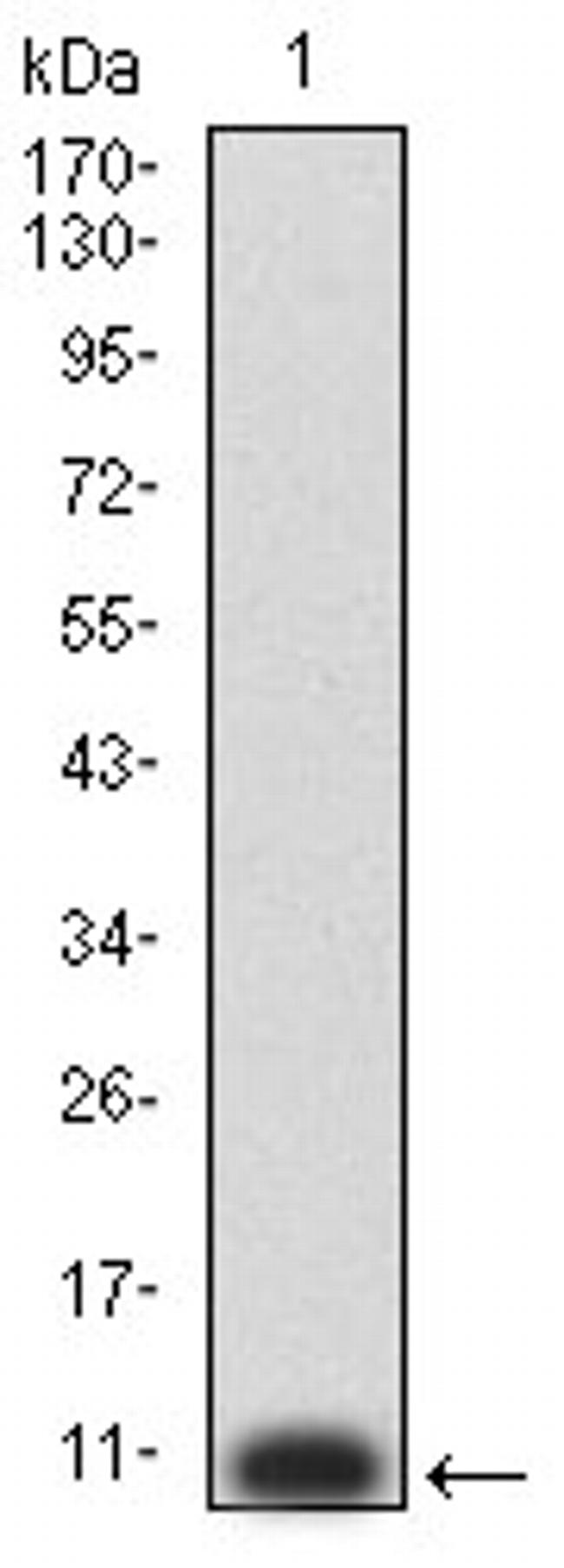 P2Y8 Antibody in Western Blot (WB)