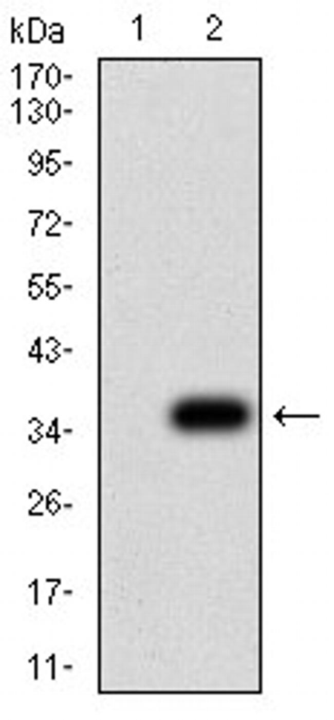 P2Y8 Antibody in Western Blot (WB)