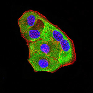 P2Y8 Antibody in Immunocytochemistry (ICC/IF)