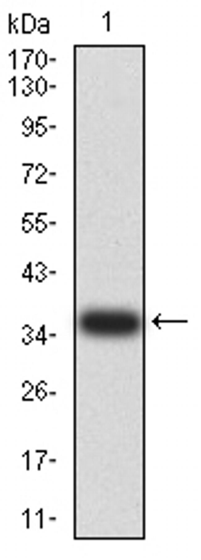 PAK3 Antibody in Western Blot (WB)