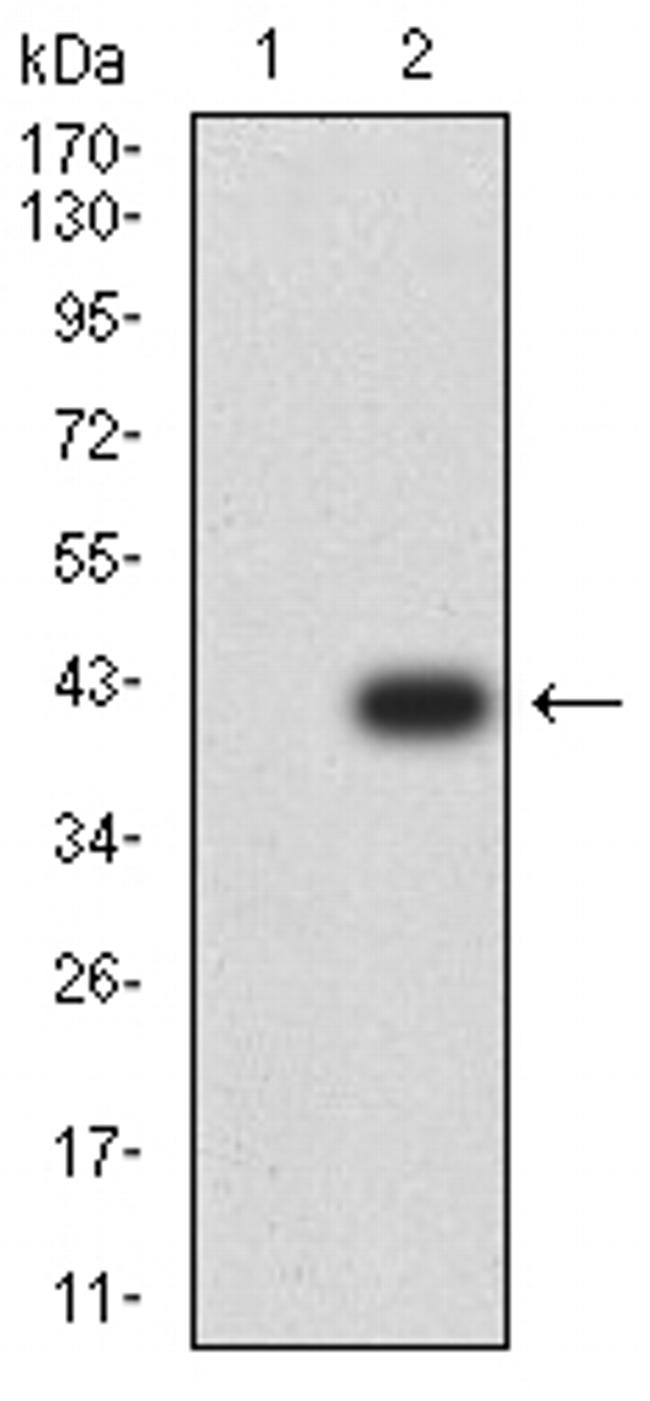 PAK3 Antibody in Western Blot (WB)