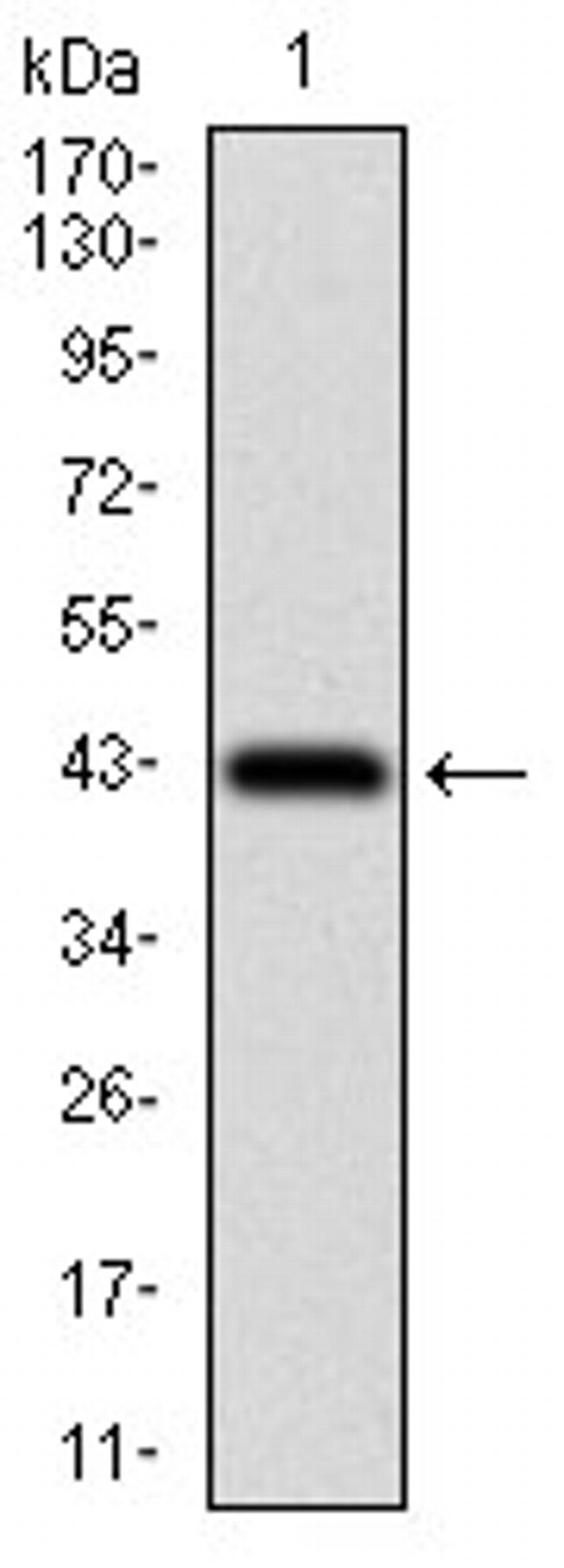 PAPLN Antibody in Western Blot (WB)