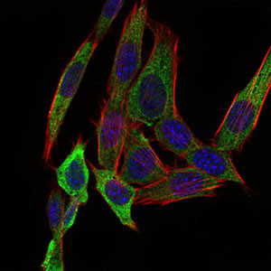 PAPLN Antibody in Immunocytochemistry (ICC/IF)