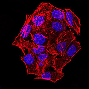 Phospho-NLRC4 (Ser533) Antibody in Immunocytochemistry (ICC/IF)