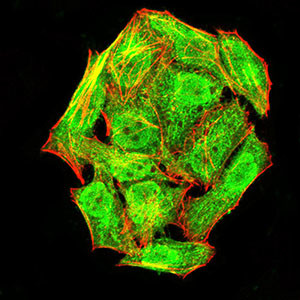 Phospho-NLRC4 (Ser533) Antibody in Immunocytochemistry (ICC/IF)