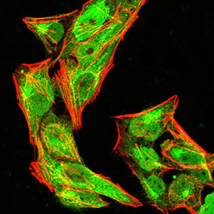 Phospho-NLRC4 (Ser533) Antibody in Immunocytochemistry (ICC/IF)