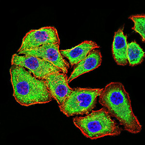 PLD2 Antibody in Immunocytochemistry (ICC/IF)