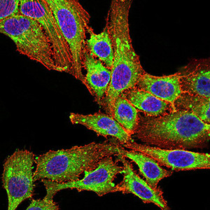 PLD2 Antibody in Immunocytochemistry (ICC/IF)