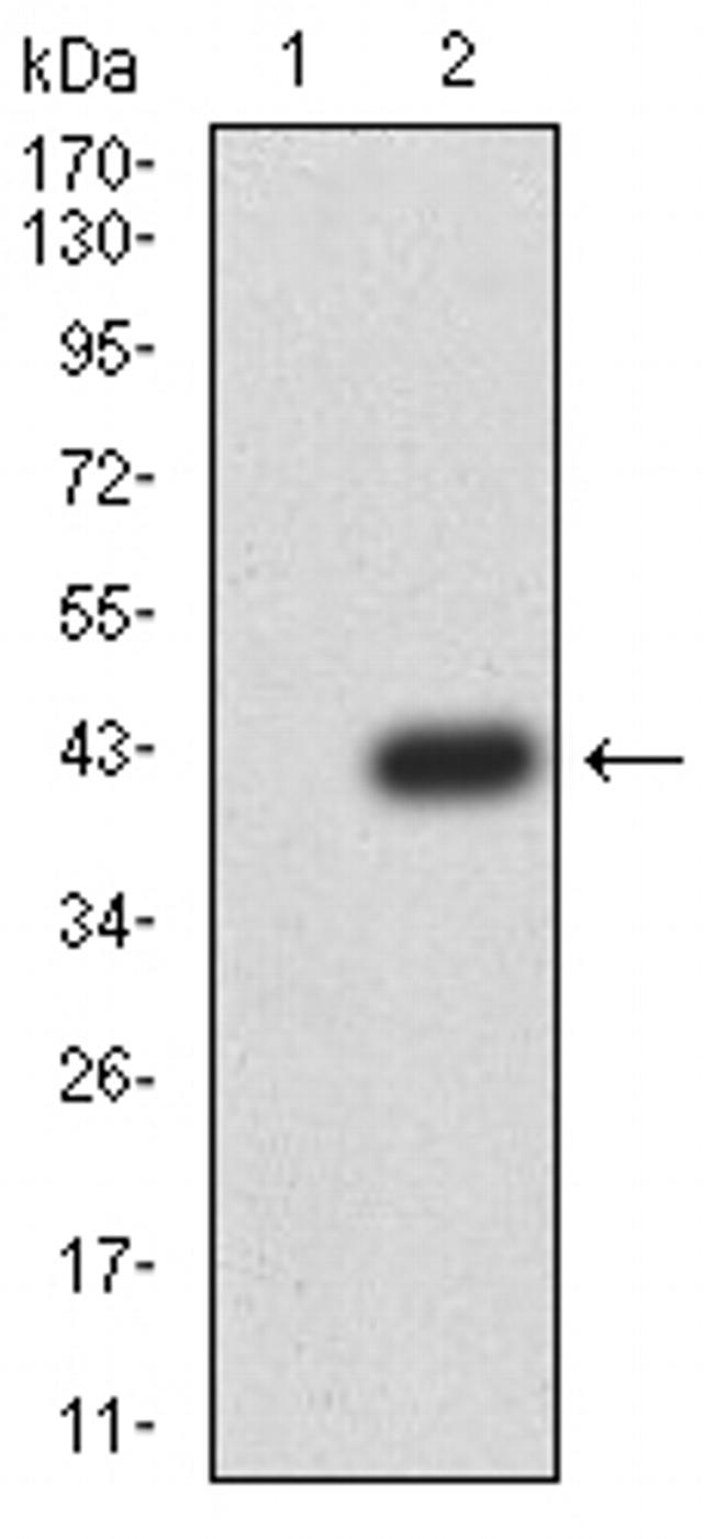 PRDM4 Antibody in Western Blot (WB)