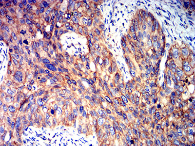 AMPK beta-2 Antibody in Immunohistochemistry (Paraffin) (IHC (P))