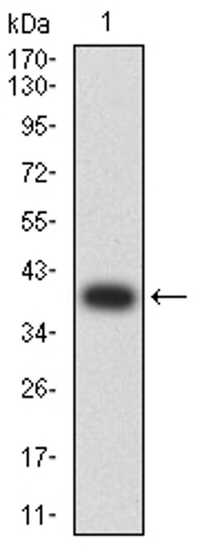 AMPK beta-2 Antibody in Western Blot (WB)