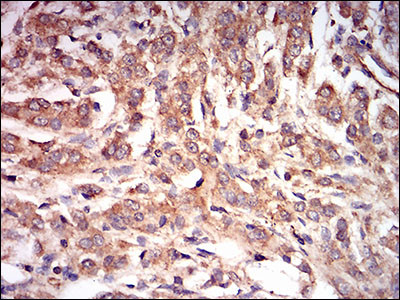 AMPK gamma-1 Antibody in Immunohistochemistry (Paraffin) (IHC (P))