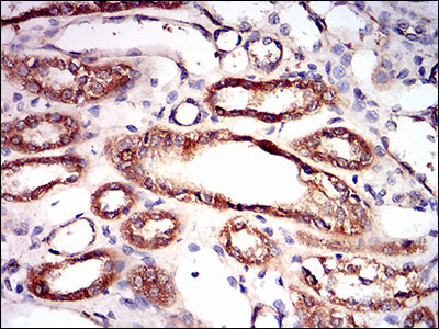 AMPK gamma-1 Antibody in Immunohistochemistry (Paraffin) (IHC (P))