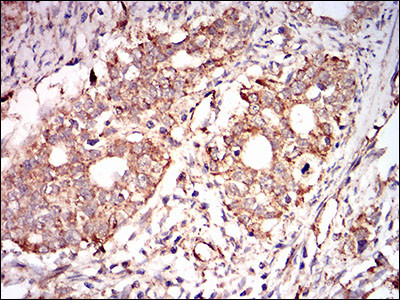 AMPK gamma-1 Antibody in Immunohistochemistry (Paraffin) (IHC (P))