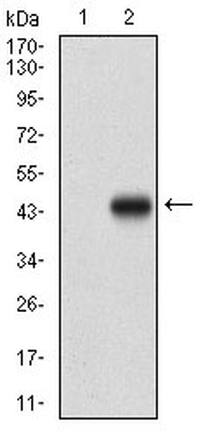 AMPK gamma-1 Antibody in Western Blot (WB)