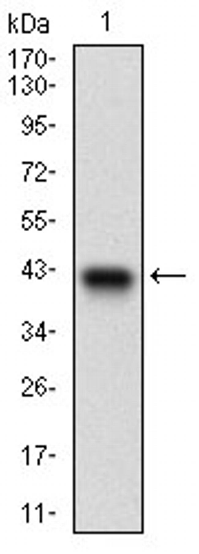 PTP4A2 Antibody in Western Blot (WB)