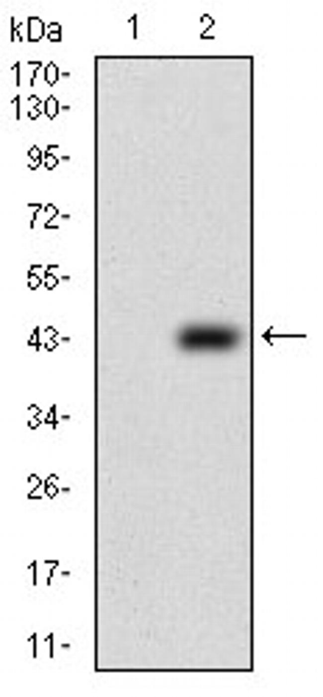 PTP4A2 Antibody in Western Blot (WB)